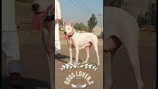 pak desi Gultair kutta  bully kutta puppies  pakistani bully bullydogs BullyDogBreed gultairdog [upl. by Iggie571]