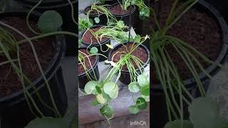 Pennywort Propagation and maintenance Chinese Money Plant [upl. by Aura]