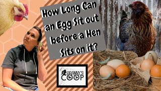 How Long Can an Egg Sit Before a Hen Starts Sitting on Them [upl. by Bette-Ann]