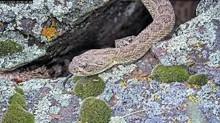 Rattlesnake flicks its tongue [upl. by Memory828]