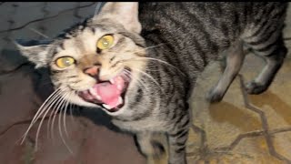 Hungry Tabby Cat🐾🐾 TotoTheTuber [upl. by Miner]