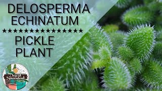 27 Pickle Plant Delosperma Echinatum Succulent Care Guide  다육식물 多肉植物 Suculentas [upl. by Auqinat]