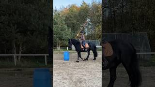 Allererstes Working Equitation Training 🇪🇸🤩 friese workingequitation [upl. by Zeta]