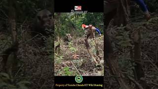 Wild Boar Attack  hunting berburu wildboar pestcontrol shortsfeed shorts [upl. by Trinee]