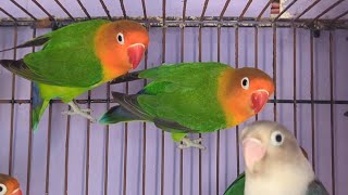 Love birds chirping sound and singing sounds hd video 10 [upl. by Chrissy]