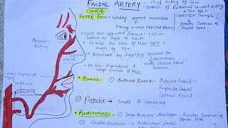 Facial Artery anatomy anatomy mbbs dentist [upl. by Norbel]