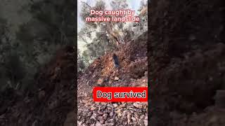 Dog survival story 😵😳 dog nature destruction dogs landslide ytshorts viralvideos [upl. by Rosol]