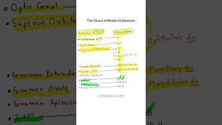 Skull foramen vs Cranial nerve enmeder [upl. by Kries]