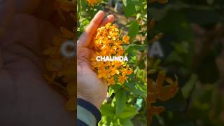 Variety of flowers 🥰🤗🌱shorts youtubeshorts flowerlover song [upl. by Akemed]