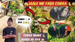 जाल में फंसा cobra 🐍😲  cobra snake गुस्सा 🤬 ho gya  😱black colour snake in india 🐍 [upl. by Ula]