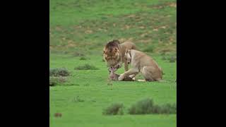 Lions Play with Baby Gazelle  Exciting Wildlife Moment [upl. by Asilahs950]