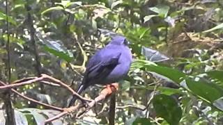 Black Faced Solitaire singing [upl. by Aikemit]