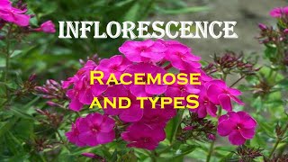 Inflorescence  Part 1  Racemose inflorescence and types [upl. by Ogilvy]