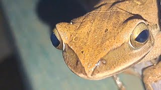 Tree frogs at home frog jump higher [upl. by Rambort587]