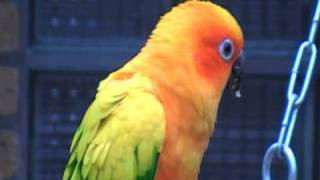 sun conure [upl. by Reitman]