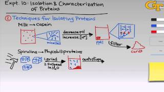 Proteins  Intro amp Theory [upl. by Allenad]