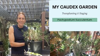 Transplanting amp Staging a Pachypodium Succulentum  How to repot tips [upl. by Kevina54]