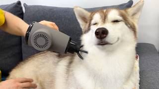 How Differently Dogs And Cats React To the Massager Cute Husky [upl. by Ahseekat]