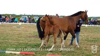 Fohlenschau 2018  Stutfohlen  Cascadello I  Landos  Corrado II  Stamm 3200  Norbert Clausen [upl. by Apicella]