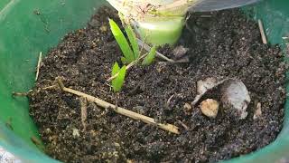 Aloe Barbadensis Miller and Harvesting big Aloe vera Leaves [upl. by Rydder]