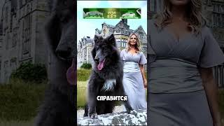 ТОП9️⃣ самых опасных пород собак в мире 🐕🐕 животные милыеживотные [upl. by Aryhs]