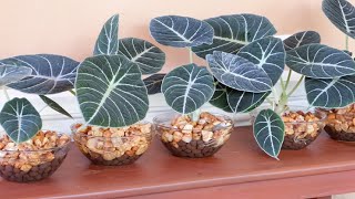 Decorate Alocasia Black Velvet  Alocasia Reginula with LECA and Water in Glass Bowl [upl. by Aiekahs]