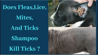 Dog’s  Puppy’s  Fleas  Lice  Iice  Mites  Flies and Ticks Shampoo Kill Ticks [upl. by Wren863]