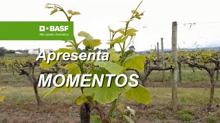 MOMENTOS BASF 🍇 A sua vinha está assim [upl. by Aynatal]