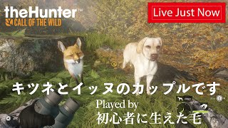 「 ザハンターコールオブザワイルド  theHunterCalloftheWild  COTW 」獣の糞になる覚悟は出来ているんだろうな？42 shorts [upl. by Araf]