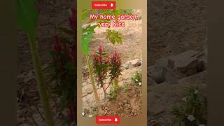 home garden ideashome garden designShorts youtubshortsSavita236 farmya [upl. by Einatirb]