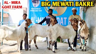 Big Mewati Bakre Self Feeding Se Full Tayyari At Al Mira Goat Farm [upl. by Tnecniv971]