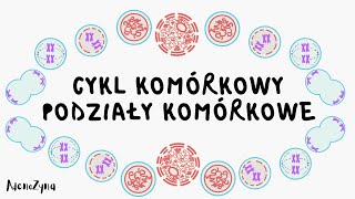 Cykl komórkowy Podziały komórkowe [upl. by Razatlab]