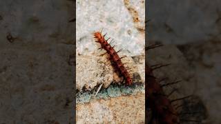 Insect video  Acraea terpsicore [upl. by Nedrob]