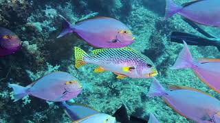 Yellowmask Surgeonfish and a Sweetlips  Raja Ampat Indonesia [upl. by Adest]