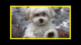 Shihpoo puppy grooming how to care for your poodle mix puppyamprsquos fur [upl. by Gretna]