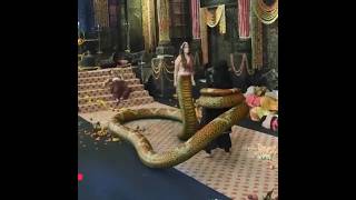 Nageshwari kills Aakesh  Hina Khan youtubeshorts hinakhan nagin naagincelebrities shorts [upl. by Nnhoj155]