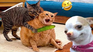 Funniest Cats And Dogs Videos 😁  Best Funny Animal Videos 2024 🥰7 [upl. by Sabsay273]