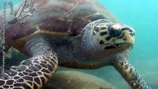 Hawksbill Sea Turtle [upl. by Appledorf]