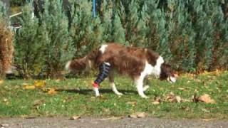 Kniegelenksbandage für Hunde  knee joint bandage dogs [upl. by Ayhdiv]