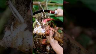 Cutting Fresh Vegetables  harvesting galangal shorts ytshorts vegetables [upl. by Agbogla960]