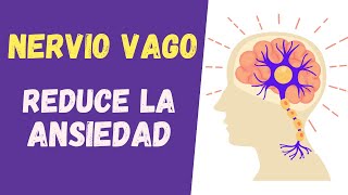 💜 10 ACTIVIDADES para Activar el NERVIO VAGO y REDUCIR la ANSIEDAD [upl. by Lokcin839]