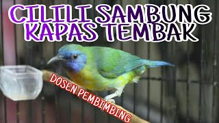 KINOI GACOR ISIAN CILILIN SAMBUNG KAPAS TEMBAK [upl. by Norre]