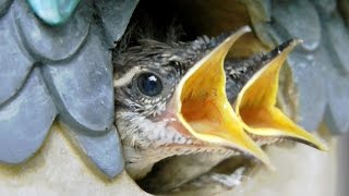 Feeding Baby Birds Close Up FYV [upl. by Heydon767]