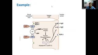 Mechanism of action of protein or peptide hormones Introduction to Endocrine System  Physiology [upl. by Yerok]