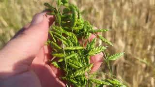 Rye brome Bromus secalinus a forgotten wild cereal of Europe Its grains eaten till early 20 th c [upl. by Airotcivairam]