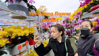 Yuen Long Chinese new year flower market [upl. by Ahcsas]