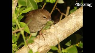 Barratts Warbler two calls [upl. by Roose477]