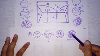 Lecture 17 Microstructures on eutectic and eutectoid phase diagram [upl. by Anirbes]