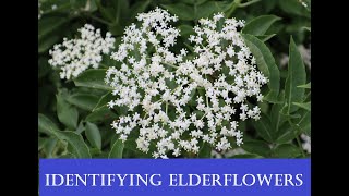 How to identify elderflowers recognising an elder tree  sambucus nigra [upl. by Obaza]