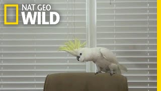 Snowball the Cockatoo Can Dance Better Than You  Nat Geo Wild [upl. by Radec546]